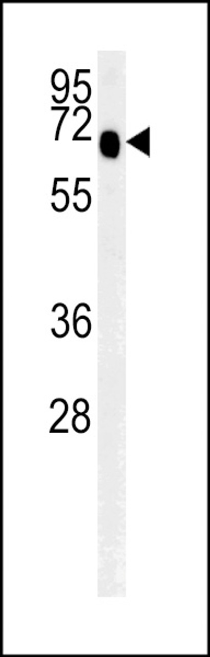 Western blot analysis in mouse spleen tissue lysates (35ug/lane) .This demonstrates the detected SLC9A9 protein (arrow) .