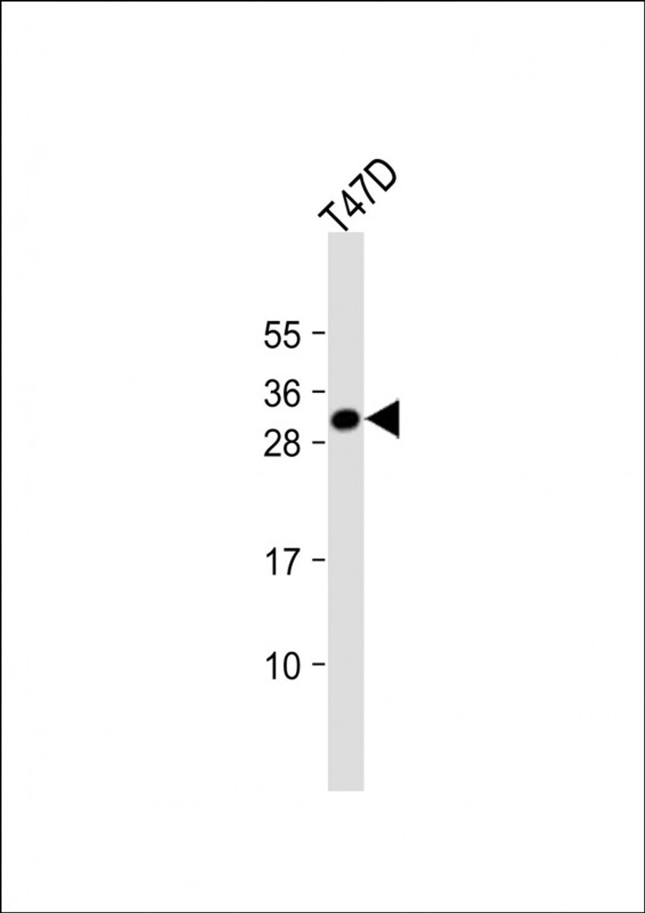 Western Blot at 1:1000 dilution + T47D whole cell lysate Lysates/proteins at 20 ug per lane.