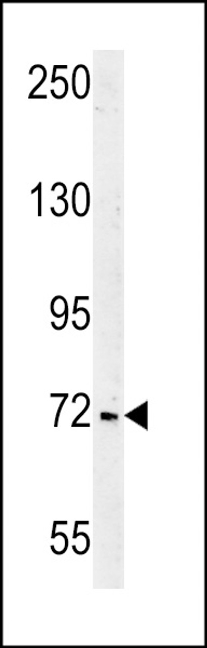 Western blot analysis in Jurkat cell line lysates (35ug/lane) .