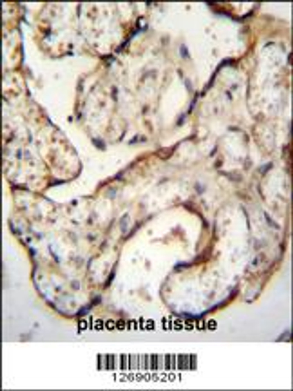 EGFR-S1026 Antibody immunohistochemistry analysis in formalin fixed and paraffin embedded human placenta tissue followed by peroxidase conjugation of the secondary antibody and DAB staining.