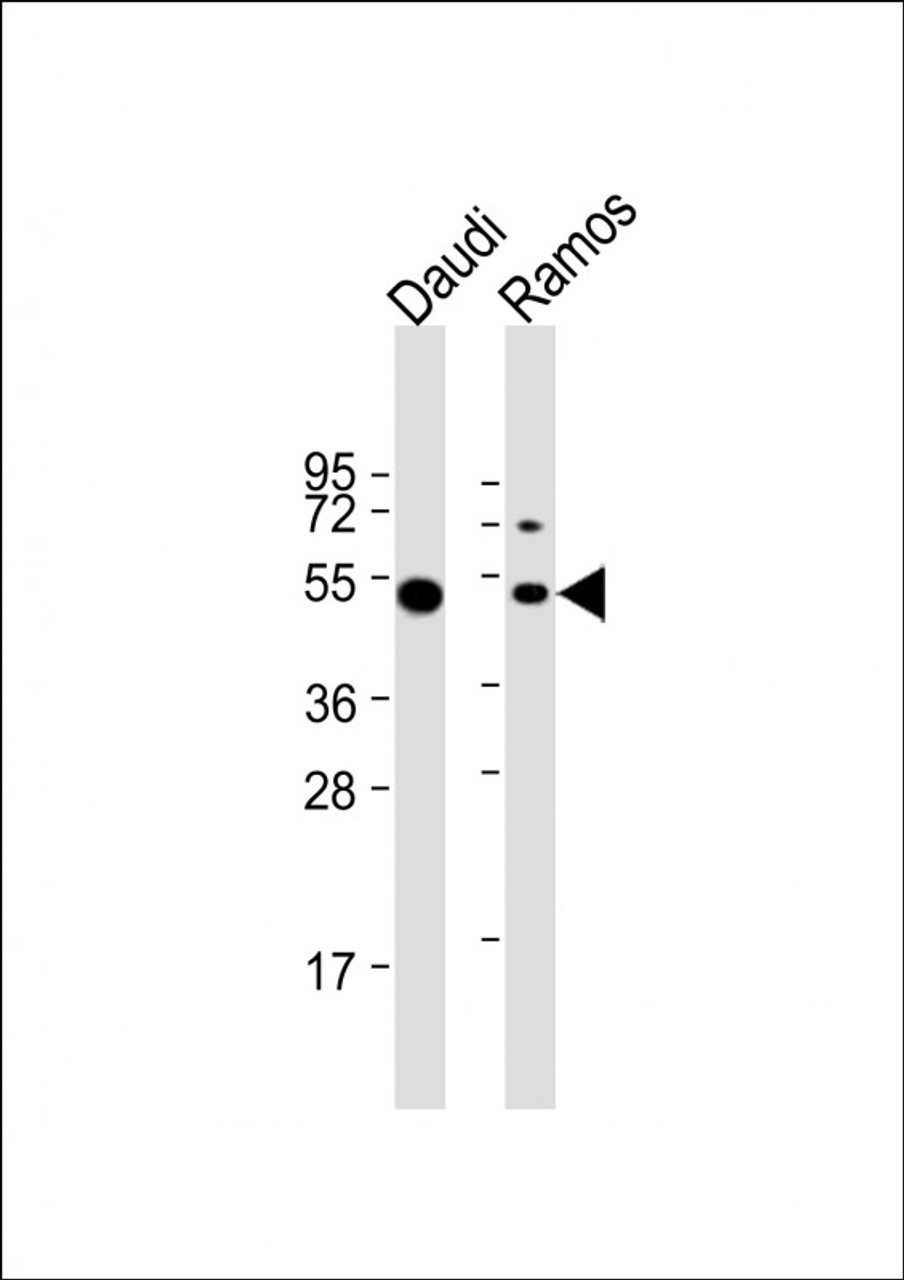 Western Blot at 1:8000 dilution Lane 1: Daudi whole cell lysate Lane 2: Ramos whole cell lysate Lysates/proteins at 20 ug per lane.