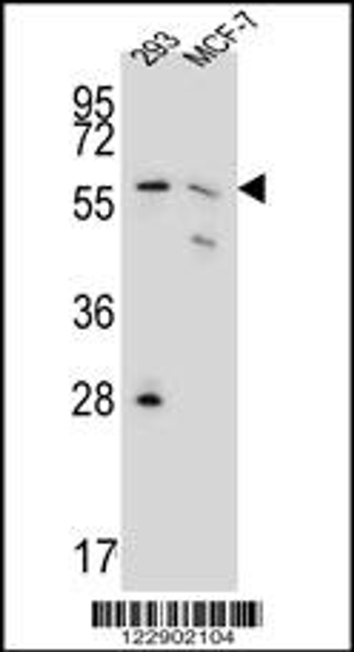 Western blot analysis in 293, MCF-7 cell line lysates (35ug/lane) .This demonstrates the detected PGD protein (arrow) .