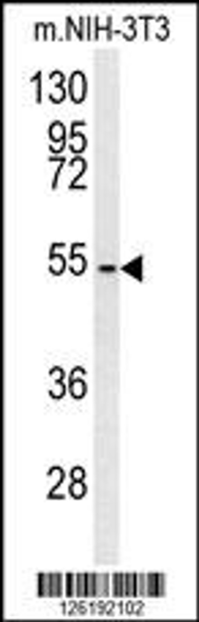 Western blot analysis in mouse NIH-3T3 cell line lysates (35ug/lane) .