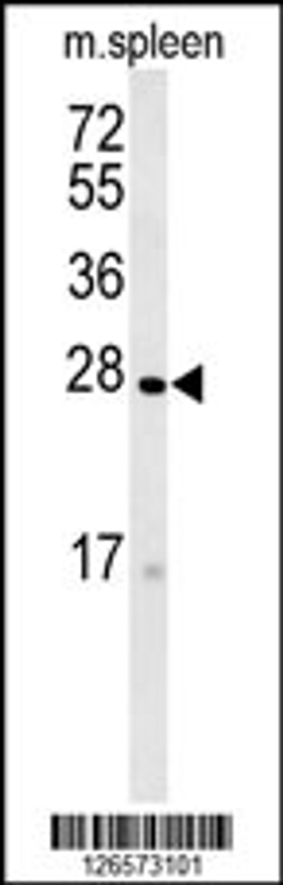 Western blot analysis in mouse spleen tissue lysates (35ug/lane) .This demonstrates the detected TMEM134 protein (arrow) .