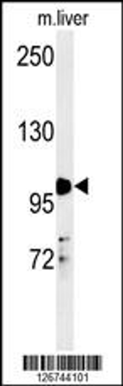 Western blot analysis in mouse liver tissue lysates (35ug/lane) .This demonstrates the detected NR3C1 protein (arrow) .