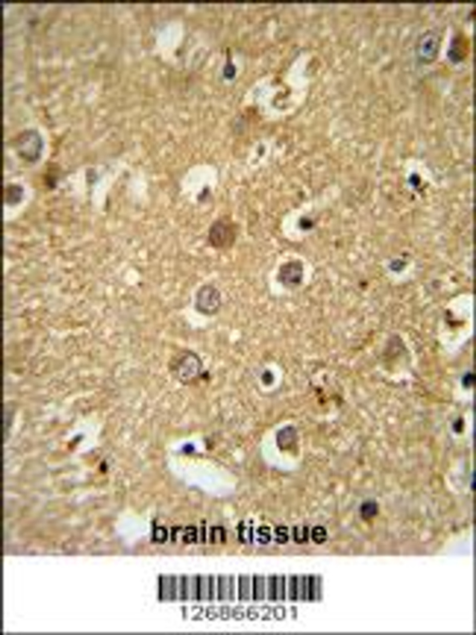 RAB11FIP2 Antibody immunohistochemistry analysis in formalin fixed and paraffin embedded human brain tissue followed by peroxidase conjugation of the secondary antibody and DAB staining.