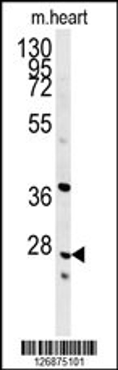 Western blot analysis in mouse heart tissue lysates (35ug/lane) .This demonstrates the detected INMT protein (arrow) .