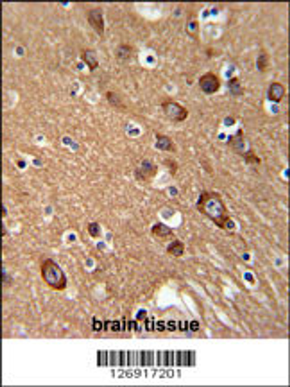 SYT13 Antibody immunohistochemistry analysis in formalin fixed and paraffin embedded human brain tissue followed by peroxidase conjugation of the secondary antibody and DAB staining.