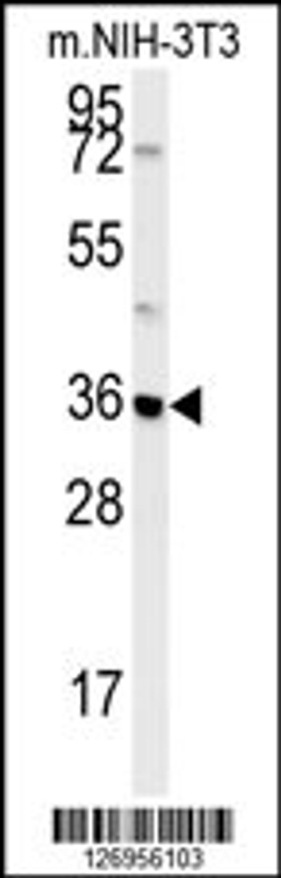 Western blot analysis in mouse NIH-3T3 cell line lysates (35ug/lane) .