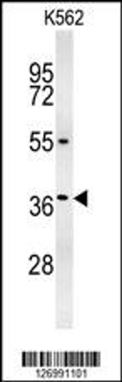 Western blot analysis in K562 cell line lysates (35ug/lane) .