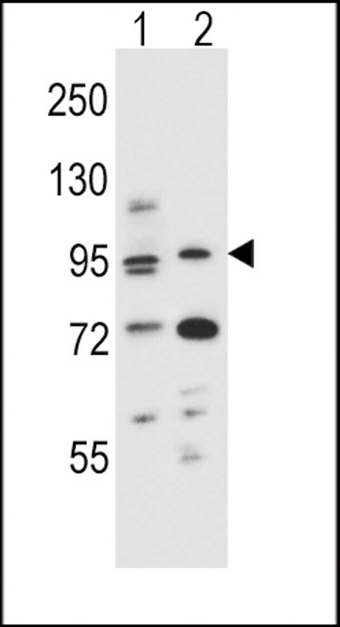 Western blot analysis in mouse NIH-3T3 (lane 1) , T47D cell line (lane 2) lysates (35ug/lane) .