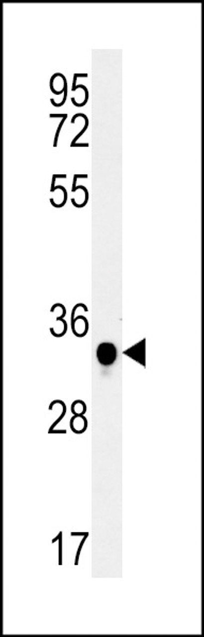 Western blot analysis in mouse spleen tissue lysates (15ug/lane) .This demonstrates the detected C19orf39 protein (arrow) .