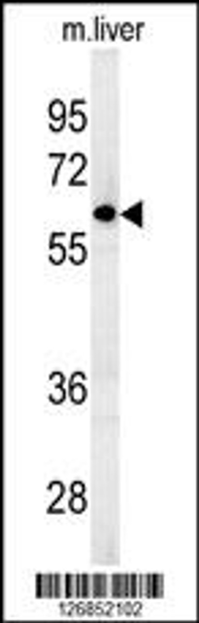 Western blot analysis in mouse liver tissue lysates (15ug/lane) .This demonstrates the detected FBXO9 protein (arrow) .