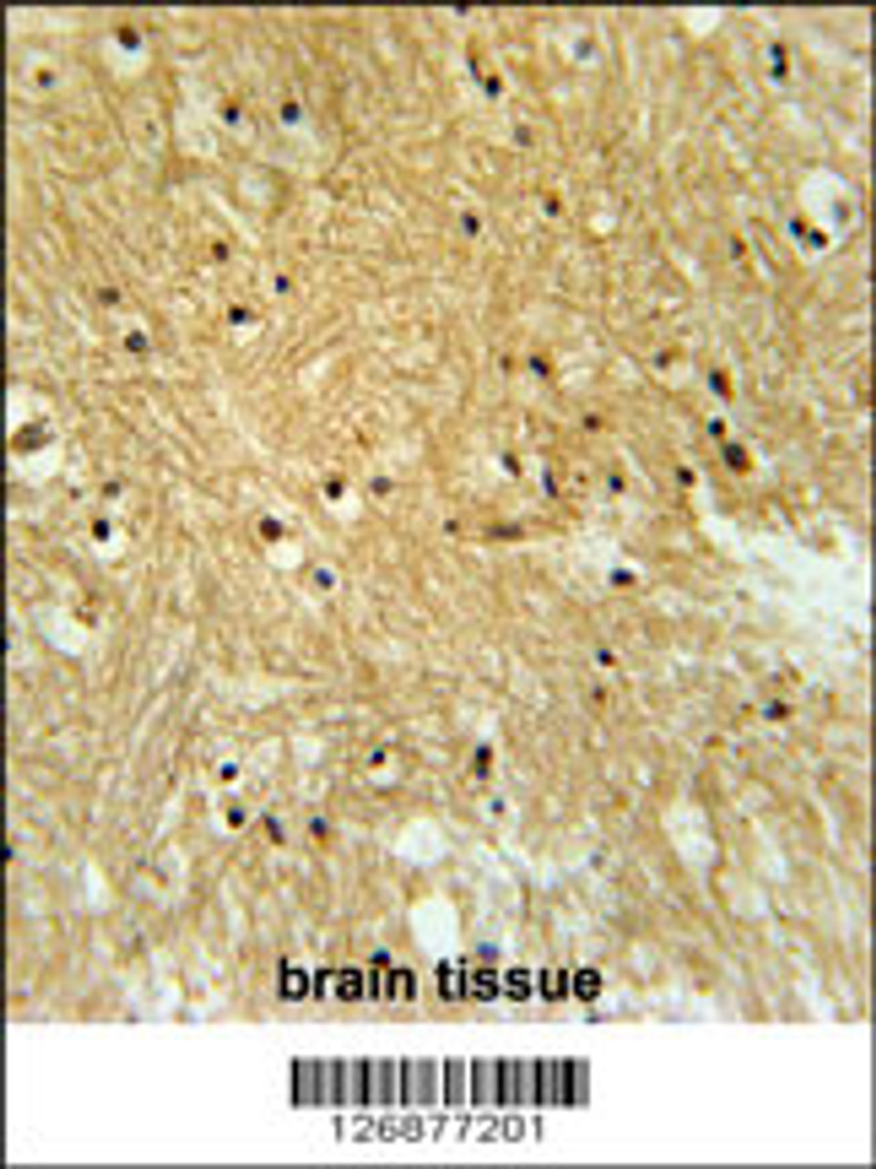 IPO9 Antibody immunohistochemistry analysis in formalin fixed and paraffin embedded human brain tissue followed by peroxidase conjugation of the secondary antibody and DAB staining.