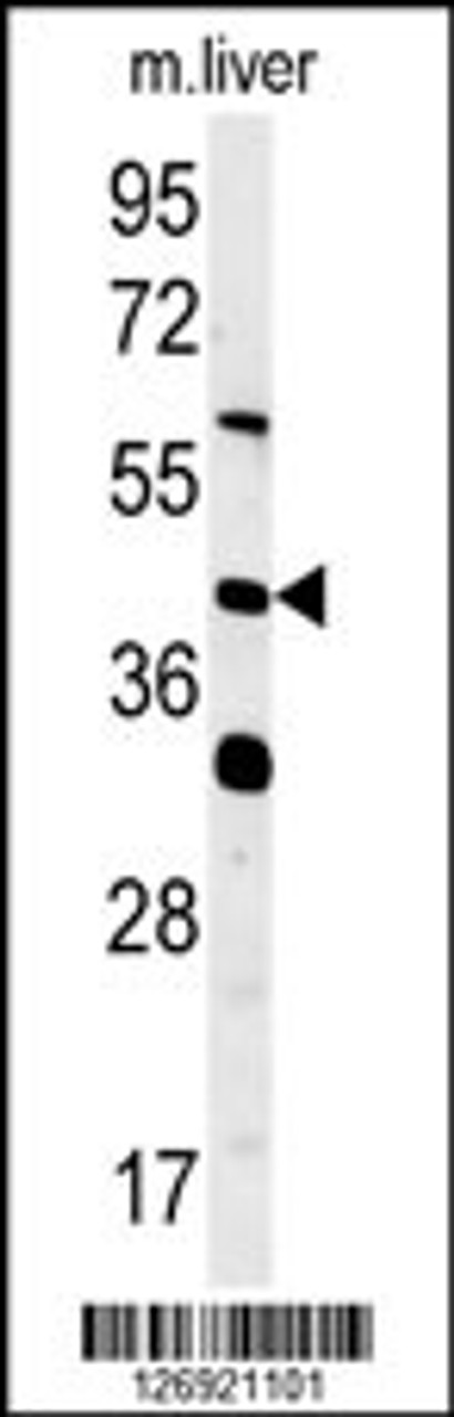 Western blot analysis in mouse liver tissue lysates (15ug/lane) .This demonstrates the detected SMCR7L protein (arrow) .