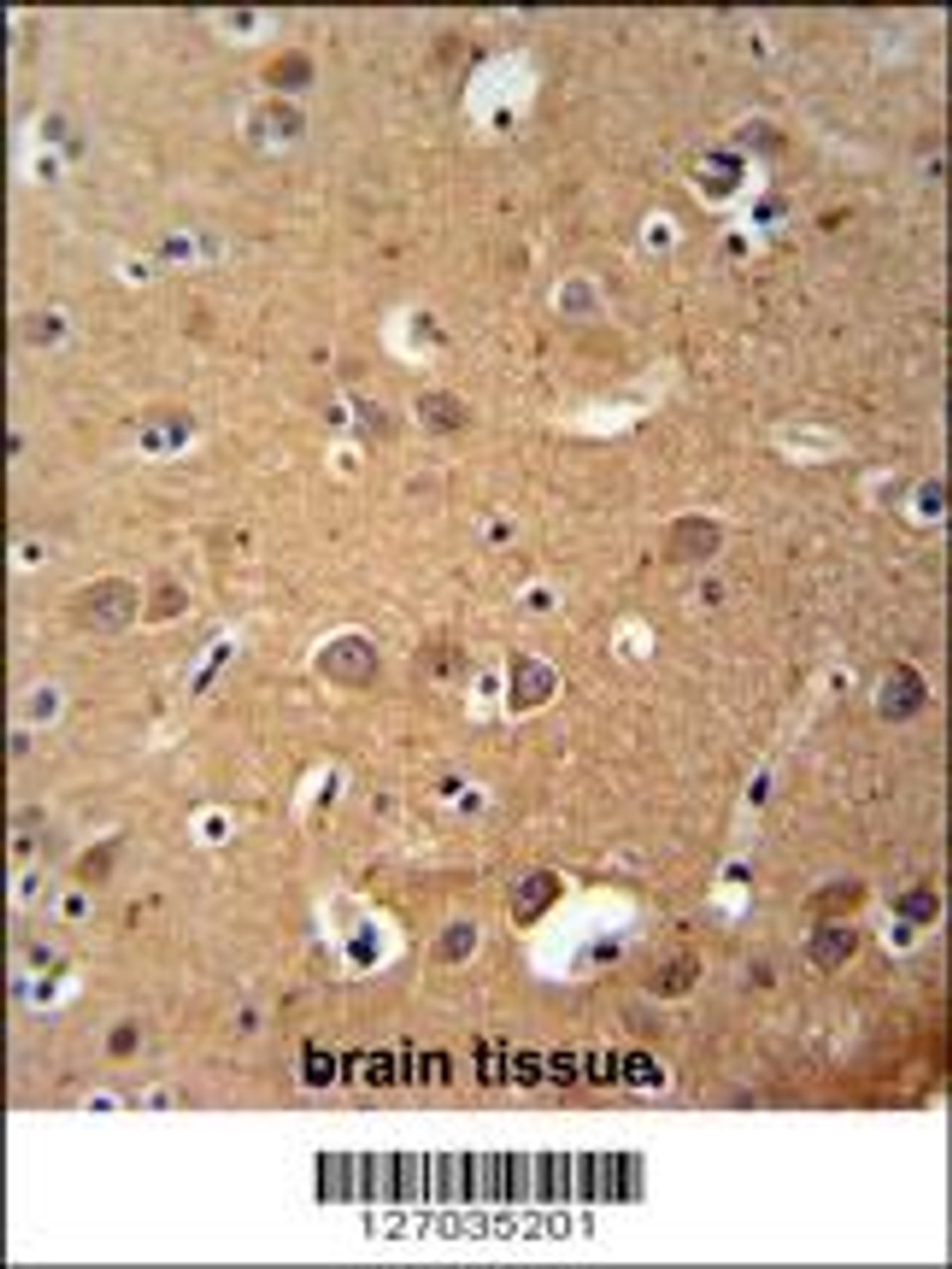ZDHC2 Antibody immunohistochemistry analysis in formalin fixed and paraffin embedded human brain tissue followed by peroxidase conjugation of the secondary antibody and DAB staining.