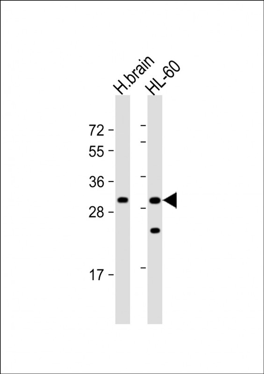 Western Blot at 1:1000 dilution Lane 1: human brain lysate Lane 2: HL-60 whole cell lysate Lysates/proteins at 20 ug per lane.