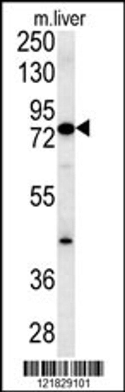 Western blot analysis in mouse liver tissue lysates (15ug/lane) .This demonstrates the detected MCCC1 protein (arrow) .