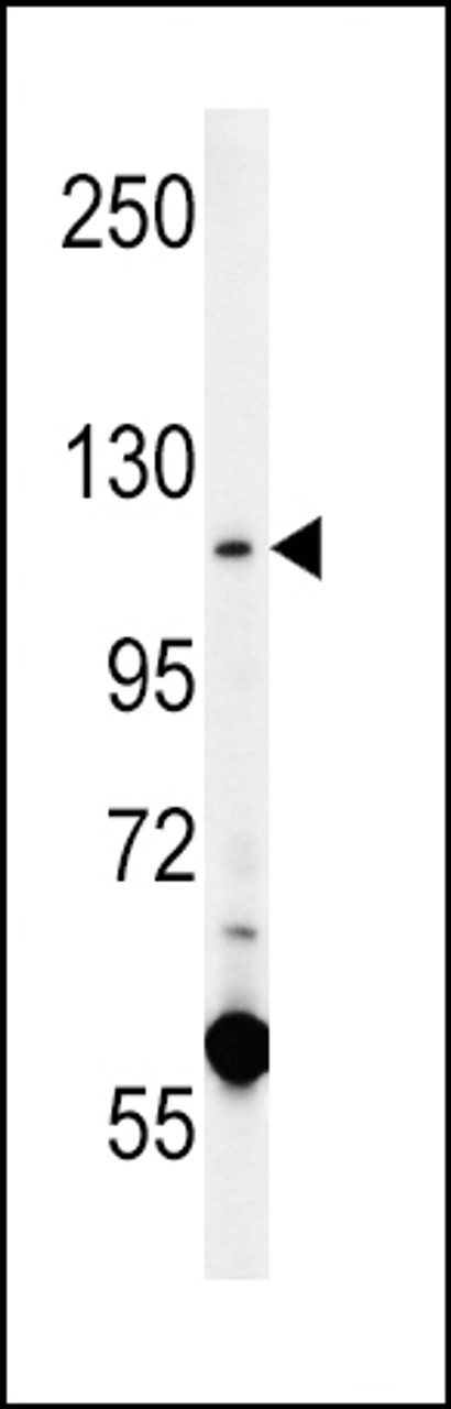 Western blot analysis in K562 cell line lysates (15ug/lane) .