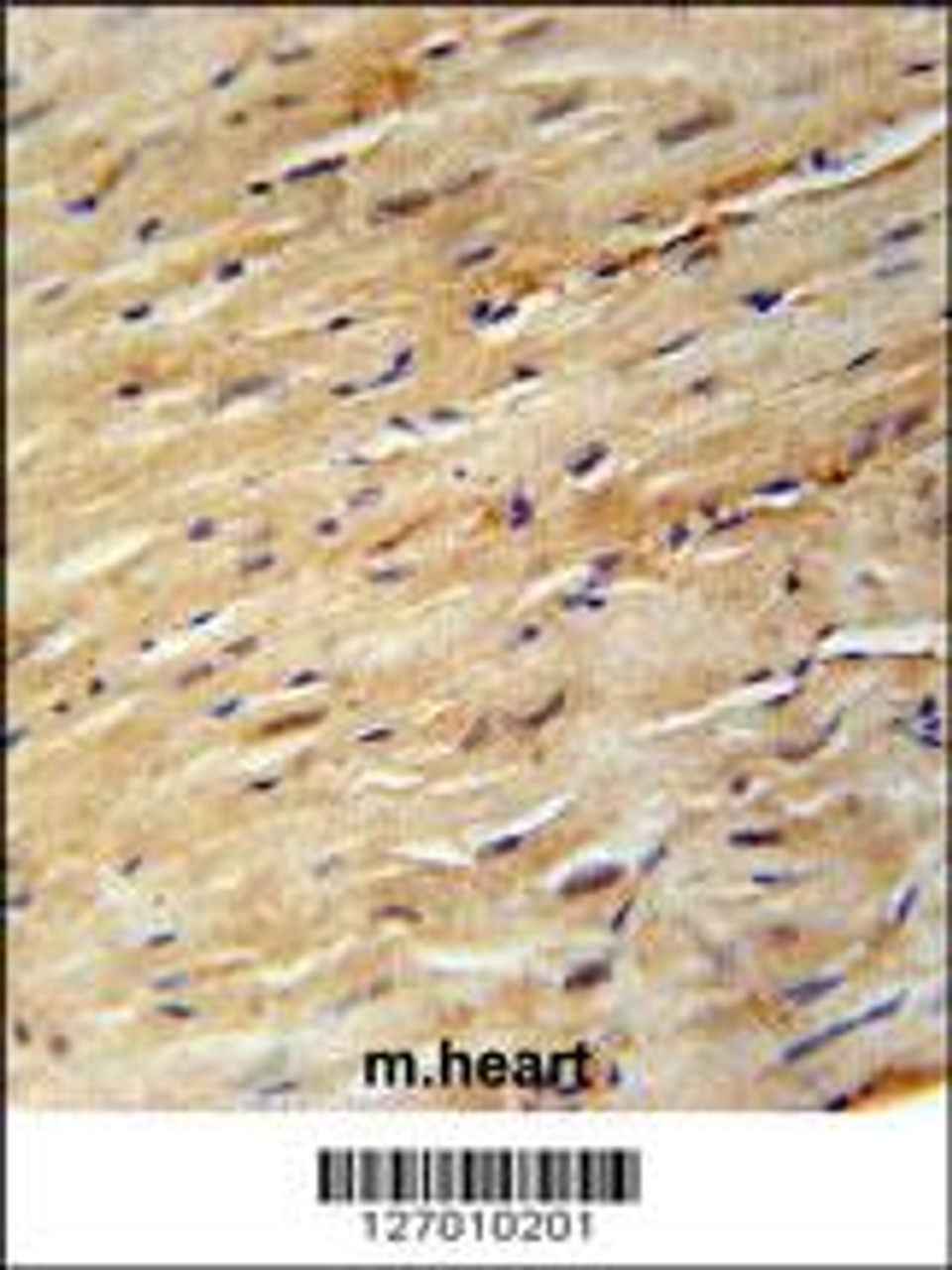 KIF24 Antibody immunohistochemistry analysis in formalin fixed and paraffin embedded mouse heart tissue followed by peroxidase conjugation of the secondary antibody and DAB staining.