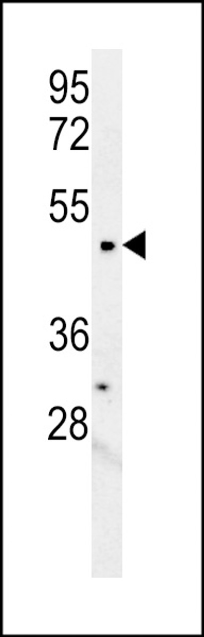 Western blot analysis in mouse kidney tissue lysates (15ug/lane) .This demonstrates the detected LCLT1 protein (arrow) .