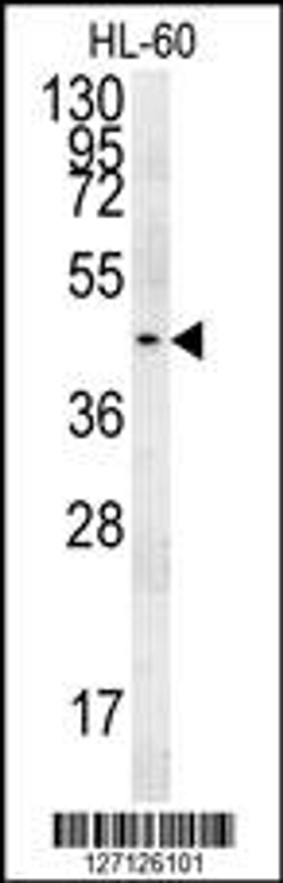 Western blot analysis in HL-60 cell line lysates (15ug/lane) .