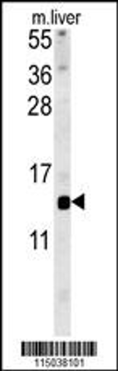 Western blot analysis in mouse liver tissue lysates (15ug/lane) .This demonstrates the detected GAL protein (arrow) .