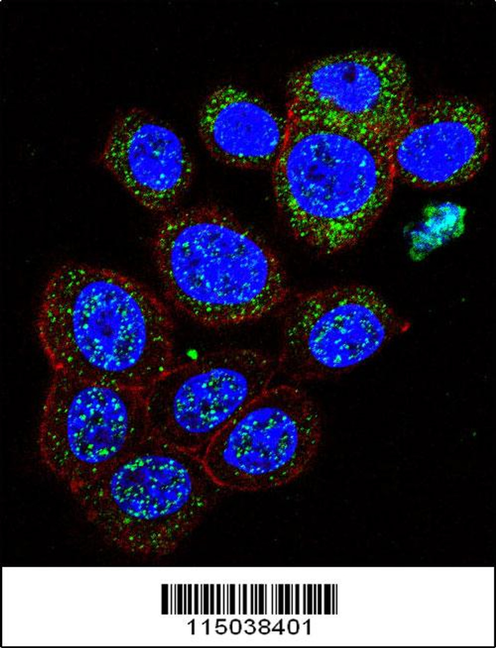 Confocal immunofluorescent analysis of GAL Antibody with 293 cell followed by Alexa Fluor 488-conjugated goat anti-rabbit lgG (green) . Actin filaments have been labeled with Alexa Fluor 555 phalloidin (red) .DAPI was used to stain the cell nuclear (blue) .