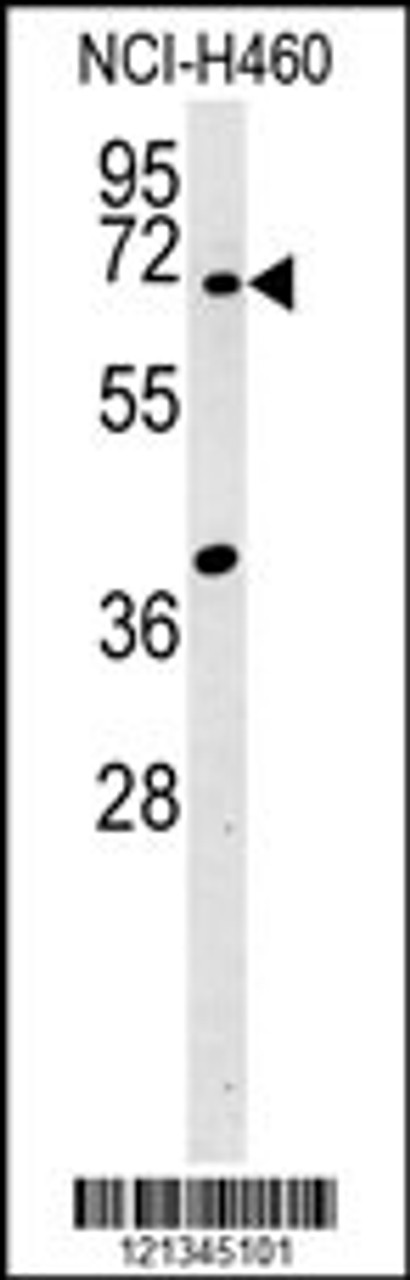 Western blot analysis in NCI-H460 cell line lysates (15ug/lane) .