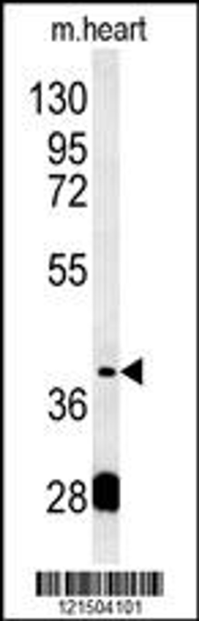 Western blot analysis in mouse heart tissue lysates (15ug/lane) .This demonstrates the detected PON2 protein (arrow) .