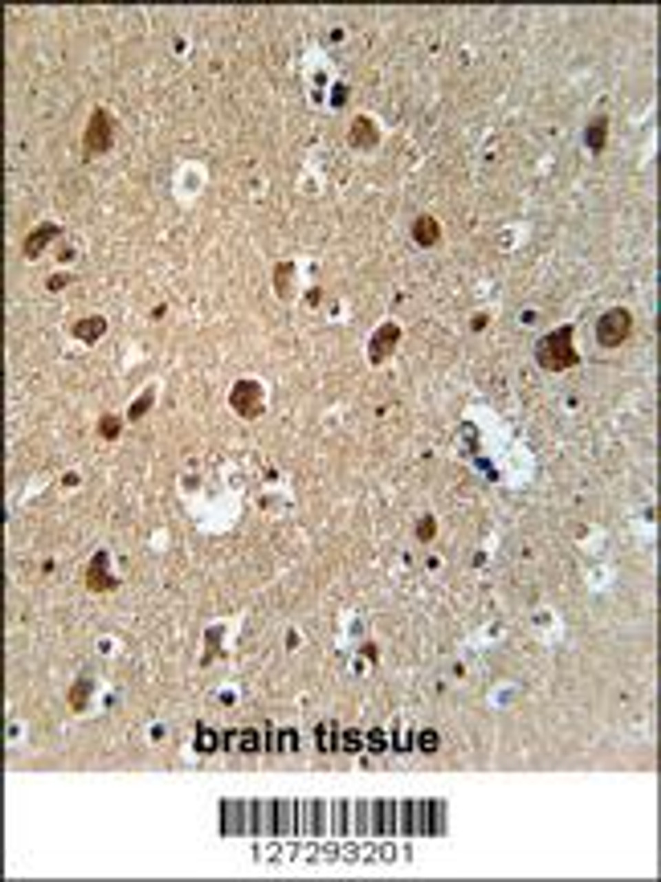 AFTPH Antibody immunohistochemistry analysis in formalin fixed and paraffin embedded human brain tissue followed by peroxidase conjugation of the secondary antibody and DAB staining.