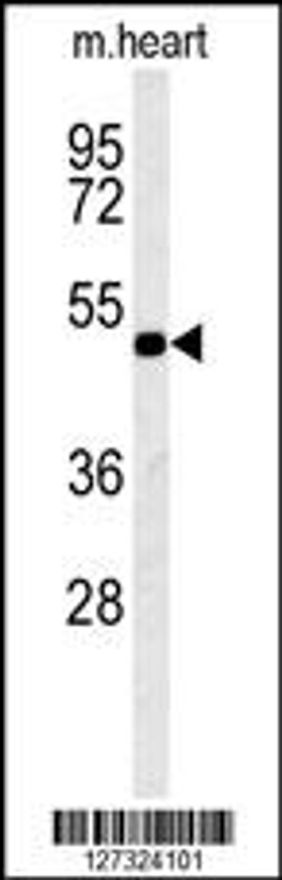 Western blot analysis in mouse heart tissue lysates (15ug/lane) .This demonstrates the detected KCNV1 protein (arrow) .