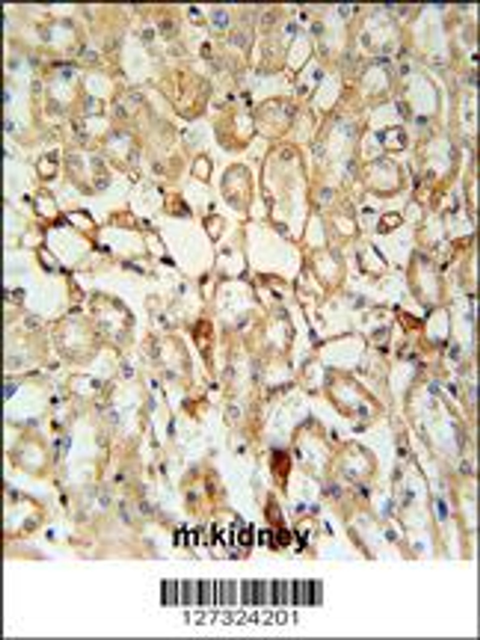 KCNV1 Antibody immunohistochemistry analysis in formalin fixed and paraffin embedded mouse kidney tissue followed by peroxidase conjugation of the secondary antibody and DAB staining.