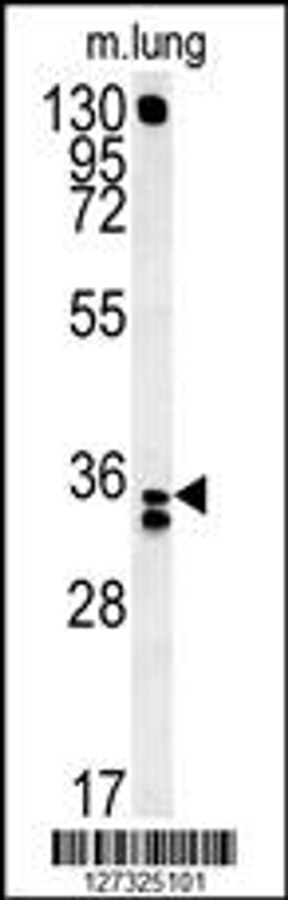 Western blot analysis in mouse lung tissue lysates (15ug/lane) .This demonstrates the detected RCN3 protein (arrow) .