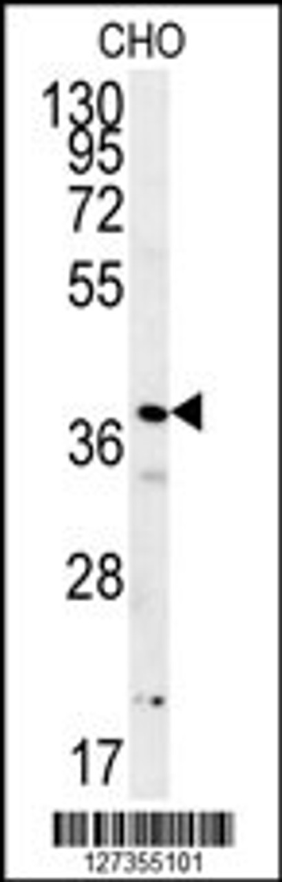 Western blot analysis in CHO cell line lysates (15ug/lane) .