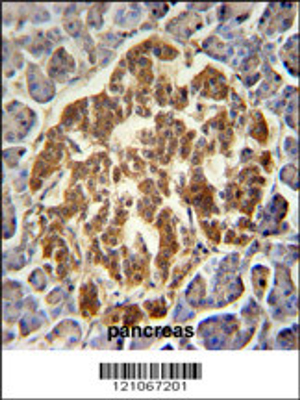 GCH1 Antibody immunohistochemistry analysis in formalin fixed and paraffin embedded human pancreas followed by peroxidase conjugation of the secondary antibody and DAB staining.