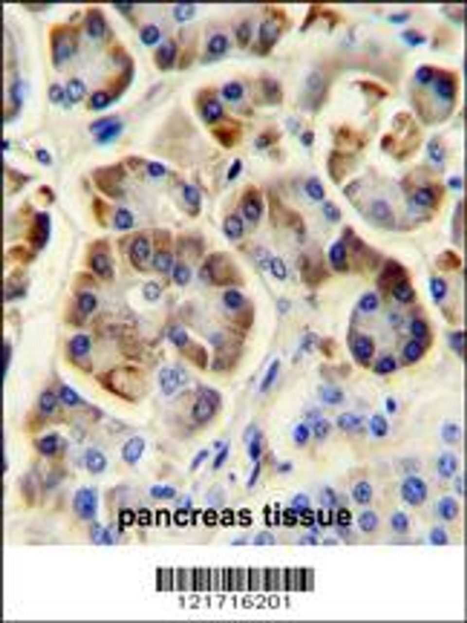 KCNJ6 Antibody immunohistochemistry analysis in formalin fixed and paraffin embedded human pancreas tissue followed by peroxidase conjugation of the secondary antibody and DAB staining.