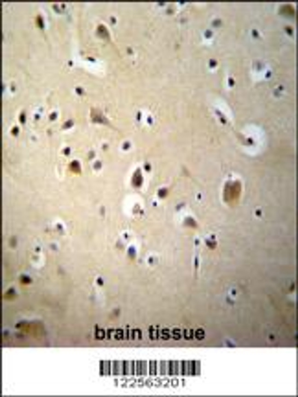 SIAH2 Antibody immunohistochemistry analysis in formalin fixed and paraffin embedded human brain tissue followed by peroxidase conjugation of the secondary antibody and DAB staining.