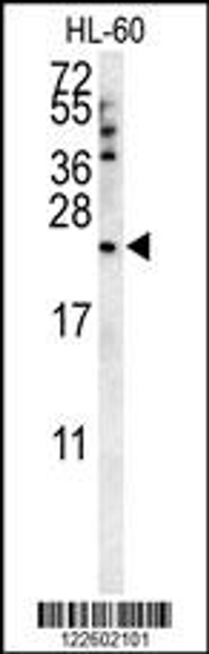 Western blot analysis in HL-60 cell line lysates (35ug/lane) .