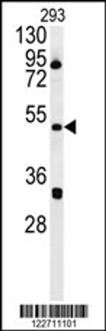 Western blot analysis in 293 cell line lysates (35ug/lane) .