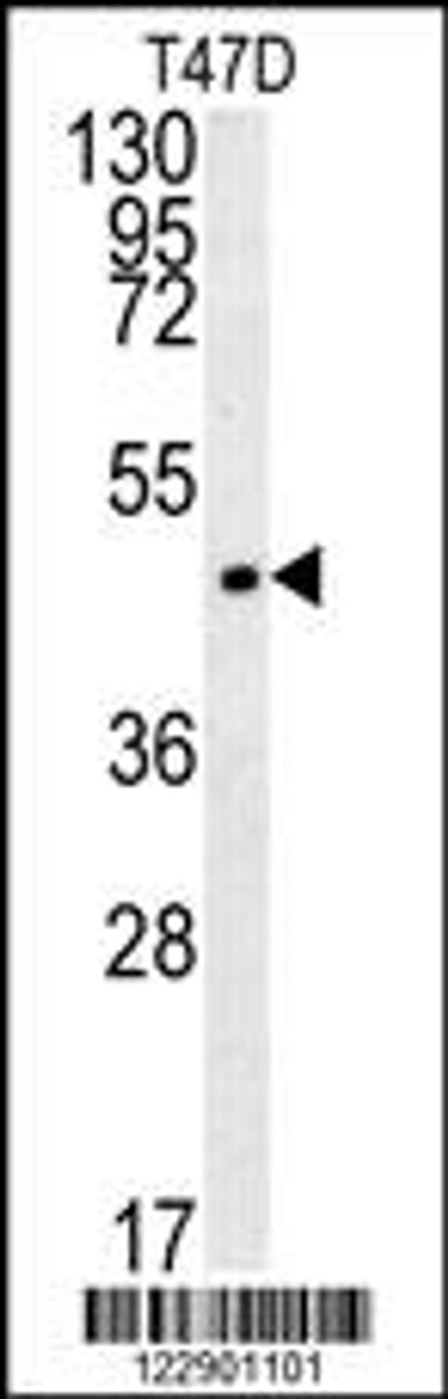 Western blot analysis in T47D cell line lysates (35ug/lane) .