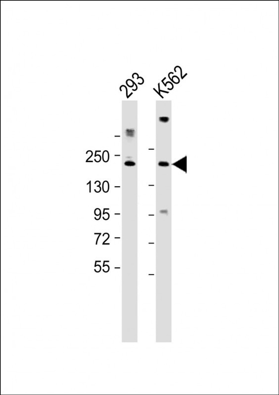 Western Blot at 1:2000 dilution Lane 1: 293 whole cell lysate Lane 2: K562 whole cell lysate Lysates/proteins at 20 ug per lane.