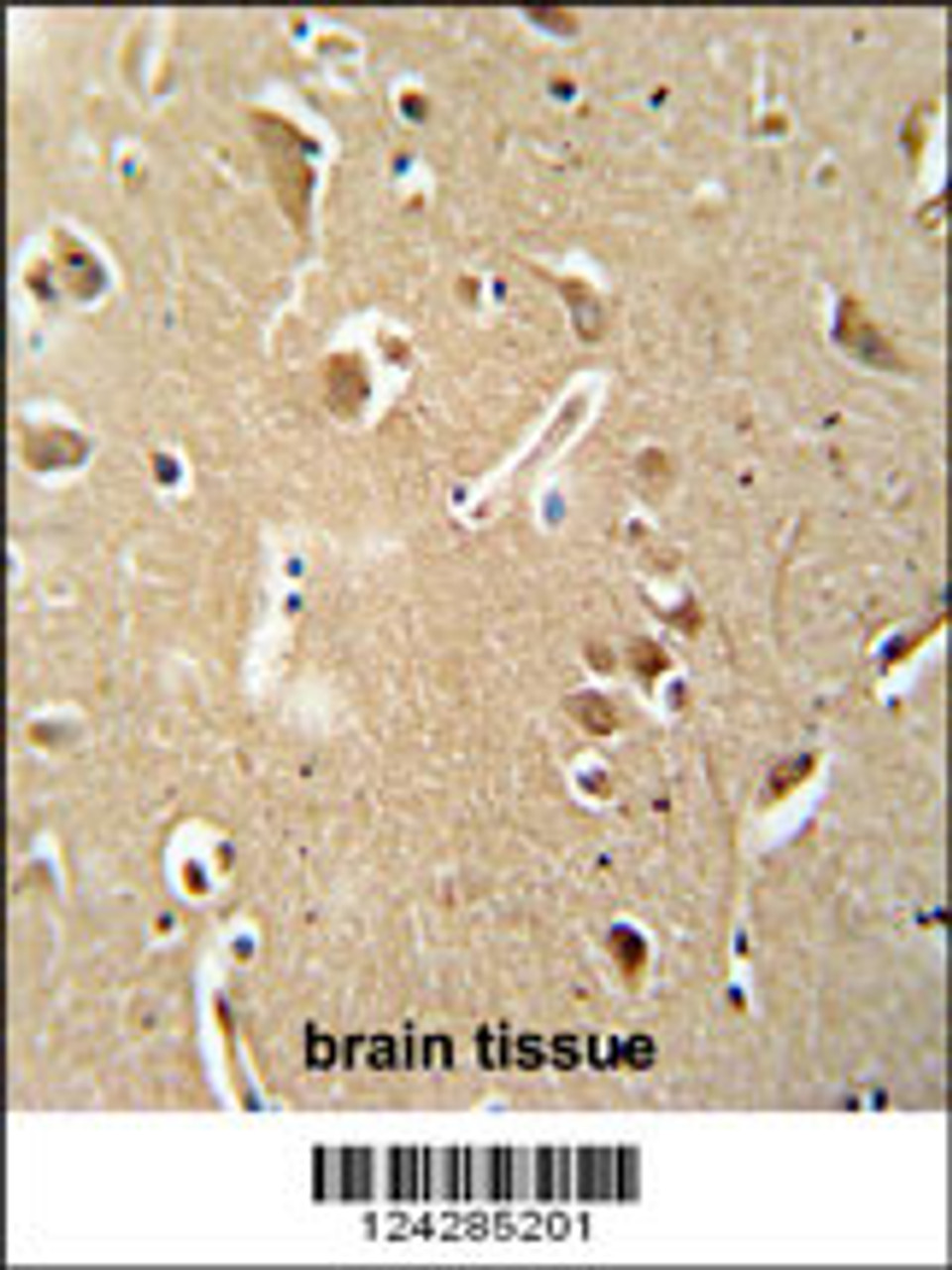 CILP2 antibody immunohistochemistry analysis in formalin fixed and paraffin embedded human brain tissue followed by peroxidase conjugation of the secondary antibody and DAB staining.