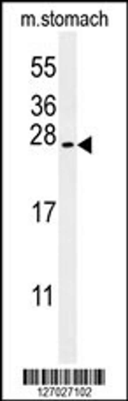 Western blot analysis in mouse stomach tissue lysates (35ug/lane) .