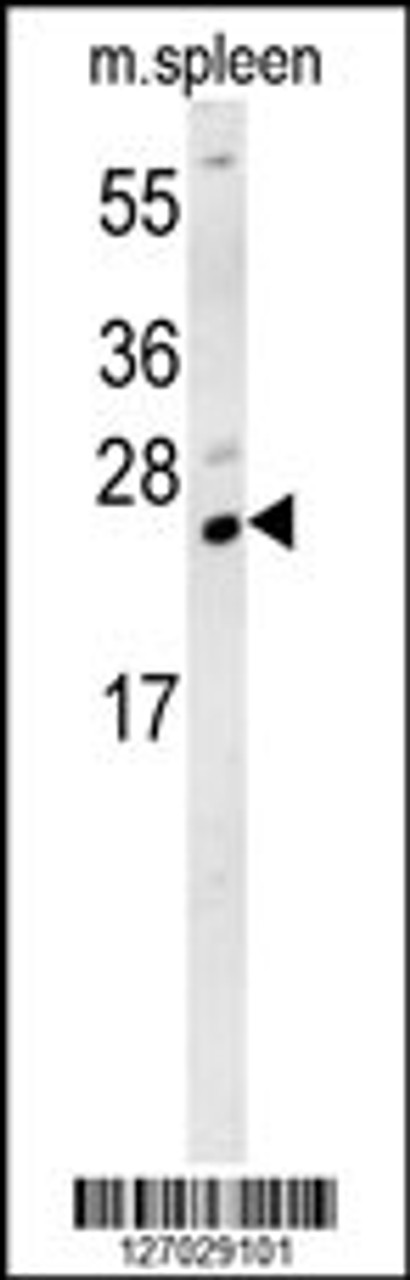 Western blot analysis in mouse spleen tissue lysates (15ug/lane) .This demonstrates the detected TMUB1 protein (arrow) .