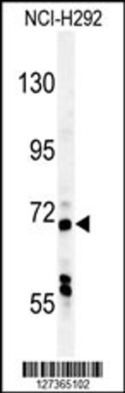 Western blot analysis in NCI-H292 cell line lysates (35ug/lane) .