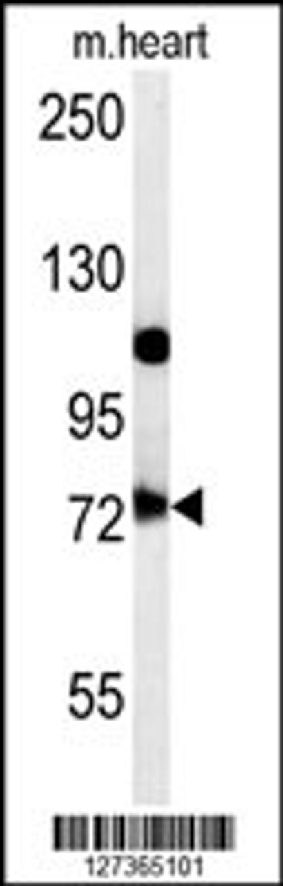 Western blot analysis in mouse heart tissue lysates (15ug/lane) .This demonstrates the detected USP49 protein (arrow) .