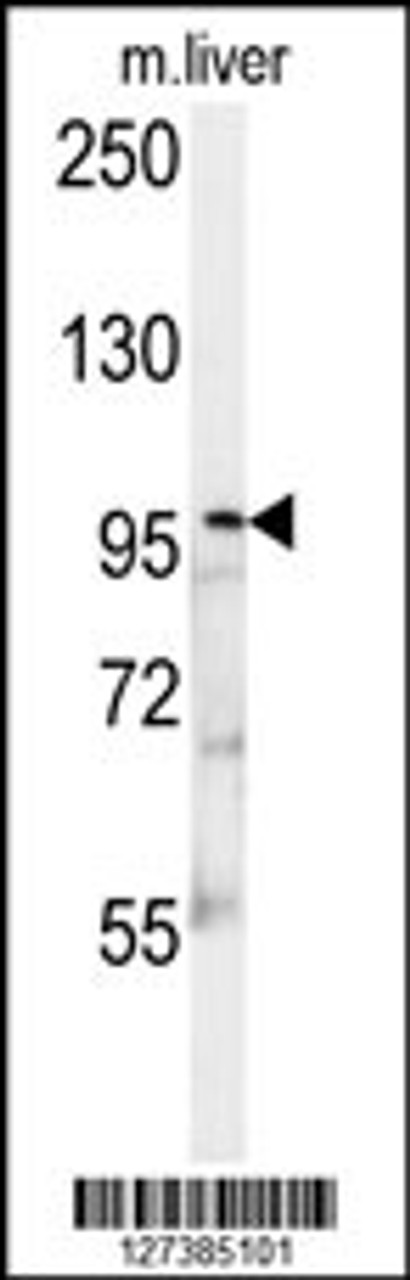 Western blot analysis in mouse liver tissue lysates (15ug/lane) .This demonstrates the detected KIF9 protein (arrow) .