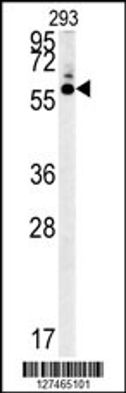 Western blot analysis in 293 cell line lysates (35ug/lane) .