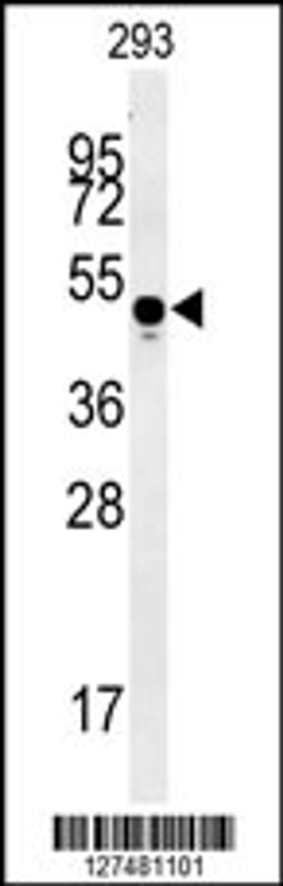 Western blot analysis in 293 cell line lysates (35ug/lane) .